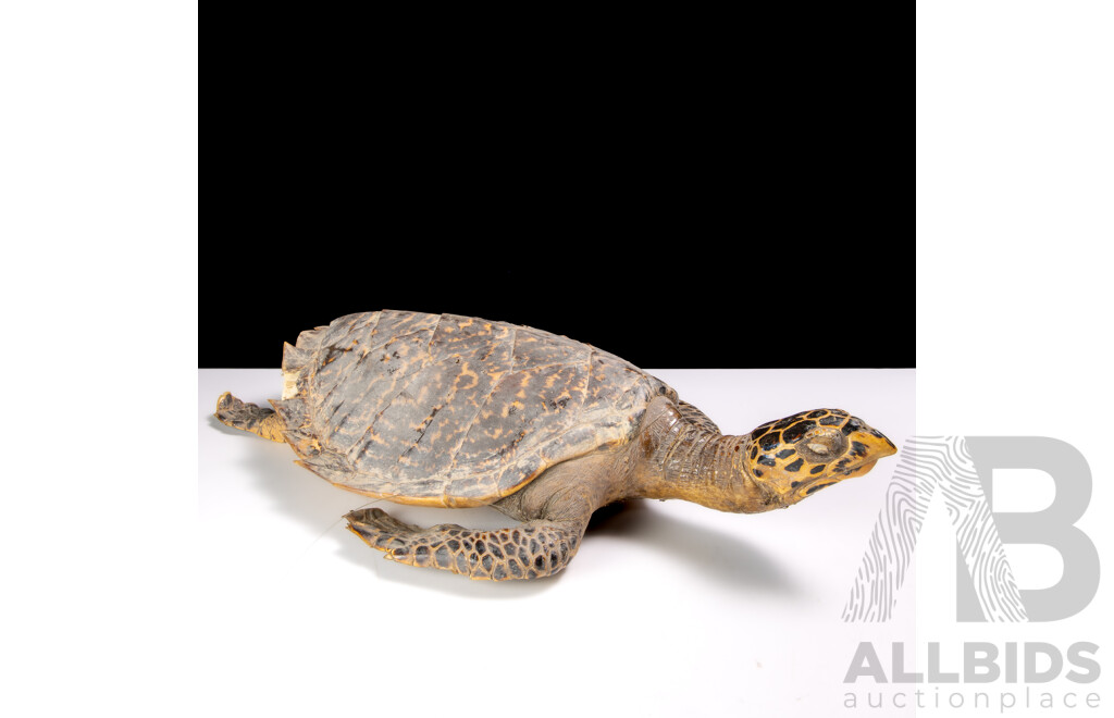 Vintage Taxidermy Hawks Bill Turtle