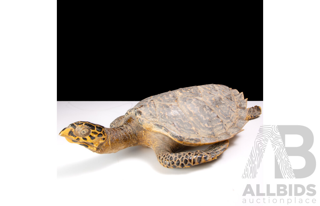 Vintage Taxidermy Hawks Bill Turtle