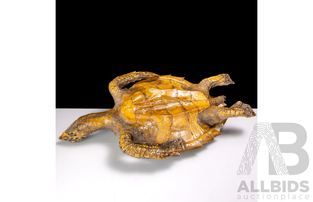 Vintage Taxidermy Hawks Bill Turtle