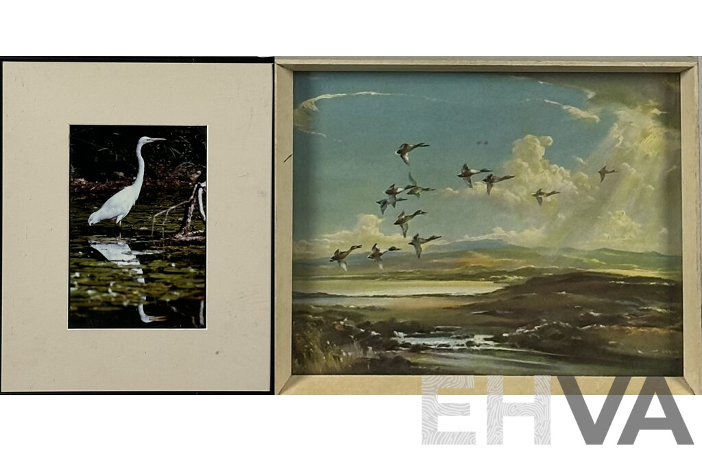 Vernon Ward, (20th Century, British, 1905-1985), Geese Homeward Bound, Vintage Quality Print of Original, 22 x 27 cm (frame), and Great Egret, Posed to Strike, Colour Photograph (2)