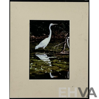 Vernon Ward, (20th Century, British, 1905-1985), Geese Homeward Bound, Vintage Quality Print of Original, 22 x 27 cm (frame), and Great Egret, Posed to Strike, Colour Photograph (2)