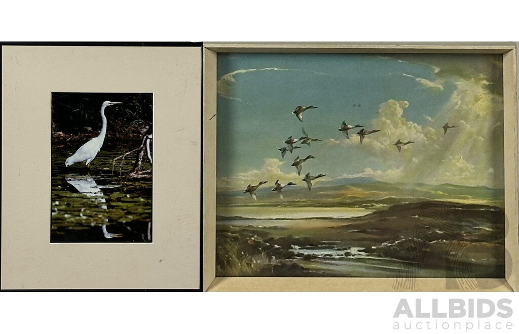 Vernon Ward, (20th Century, British, 1905-1985), Geese Homeward Bound, Vintage Quality Print of Original, 22 x 27 cm (frame), and Great Egret, Posed to Strike, Colour Photograph (2)