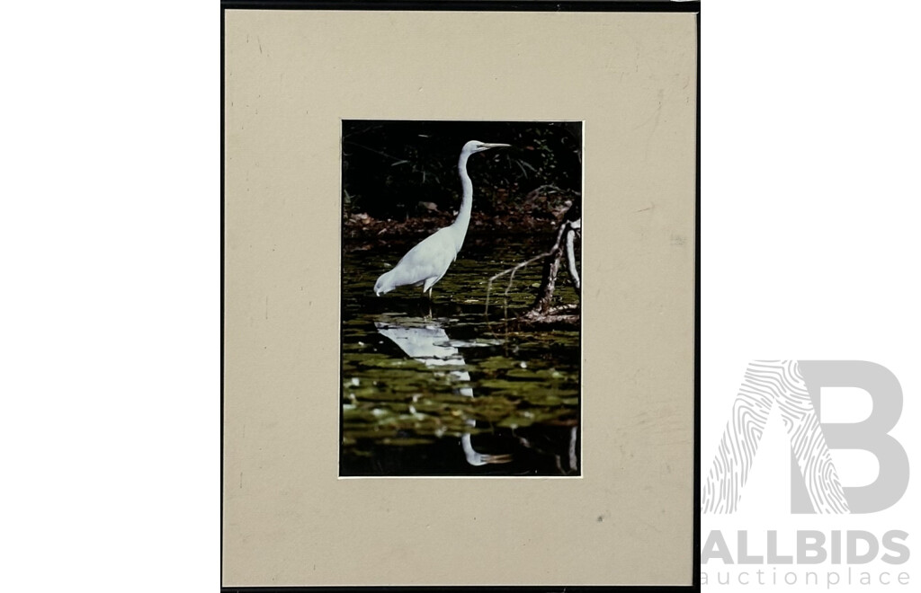 Vernon Ward, (20th Century, British, 1905-1985), Geese Homeward Bound, Vintage Quality Print of Original, 22 x 27 cm (frame), and Great Egret, Posed to Strike, Colour Photograph (2)