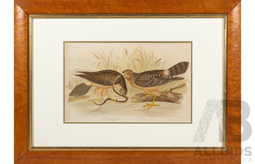 Gracius Joseph Broinowski (1837-1913), Circus Assimilis.& Circus Jardinii [Allied Harrier & Jardien's Harrier], Colour Lithograph, 45 x62 6cm (frame)