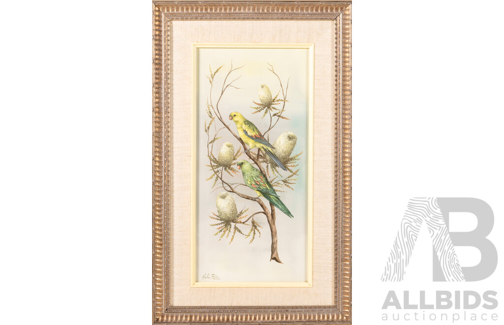 Helen Picton, (20th Century, Australian, Active 1960s), Regent Parrot, Outstanding Original Vintage Oil on Board, 54 x 35 cm (frame)