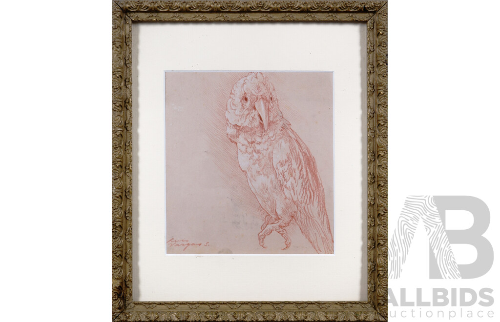 Luis Vargas, (20th Century, Chilean-Born Australian, 1939-), Study of a Corella, Coloured Pencil Sketch, 33 X 28.5 Cm (frame)