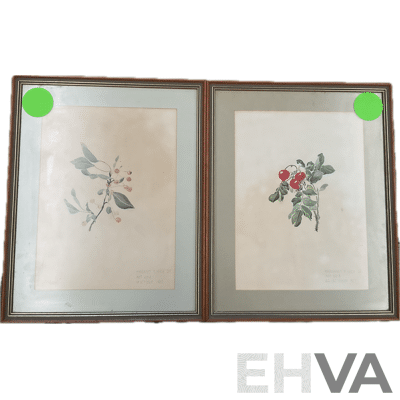 Antique Framed Botanic Painting by Margaret T.Hack - Lot of 2