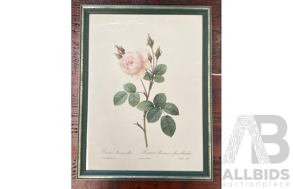 Set of 3 Vintage Framed Botanical Rose Prints