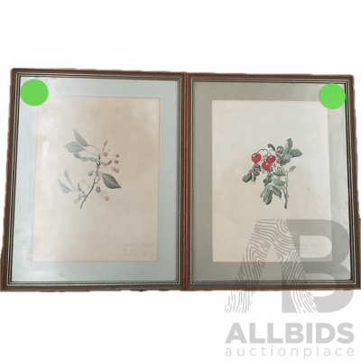 Antique Framed Botanic Painting by Margaret T.Hack - Lot of 2