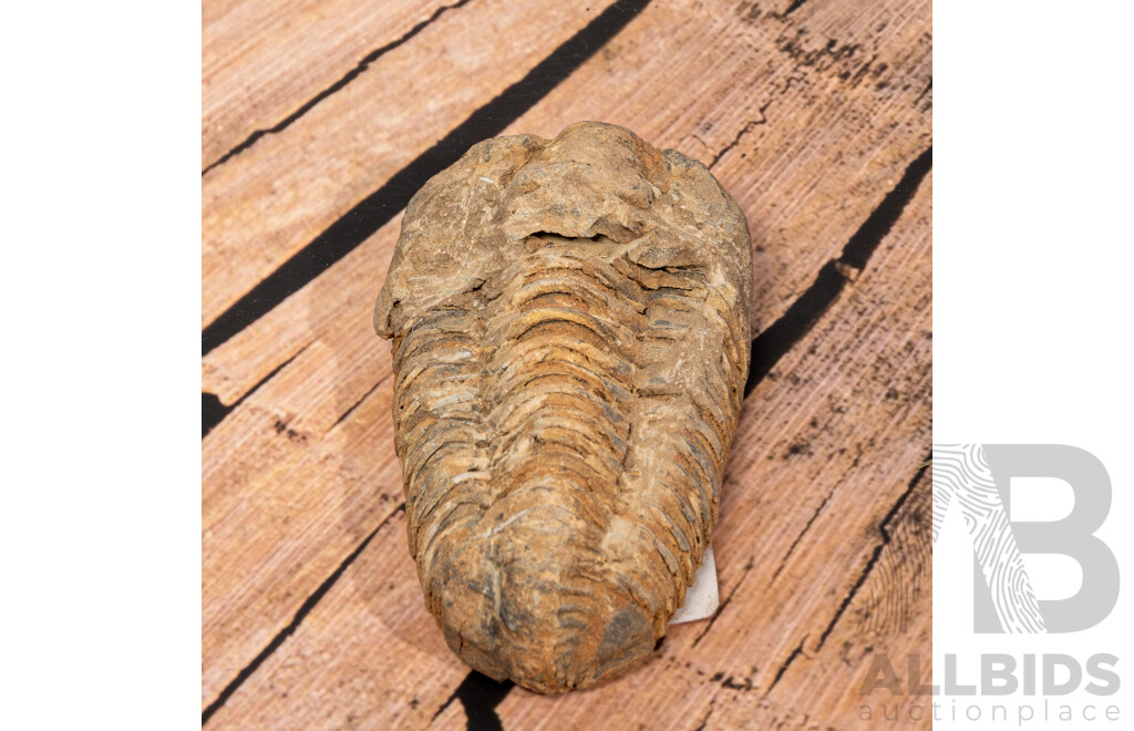 Ancient Moroccan Fossil Trilobite in Collectors Case
