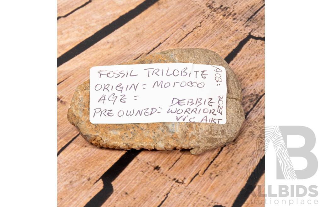 Ancient Moroccan Fossil Trilobite in Collectors Case