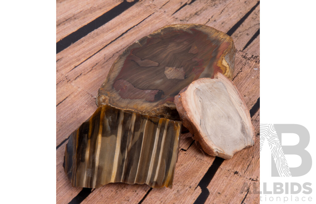 Three Petrified Wood Mineral Specimens in Collectors Frames, From the Pat Collins Collections & V & A Chidley Collections