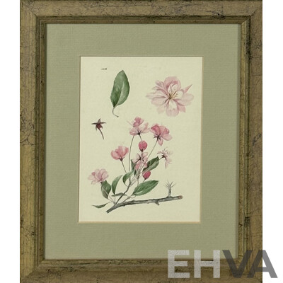 Ann Gethen, (20th Century, American), Cherry Blossom and Clematis, Pair of Vintage Reproduction Prints of Original Watercolours, 29 x 24 cm (frames) (2)