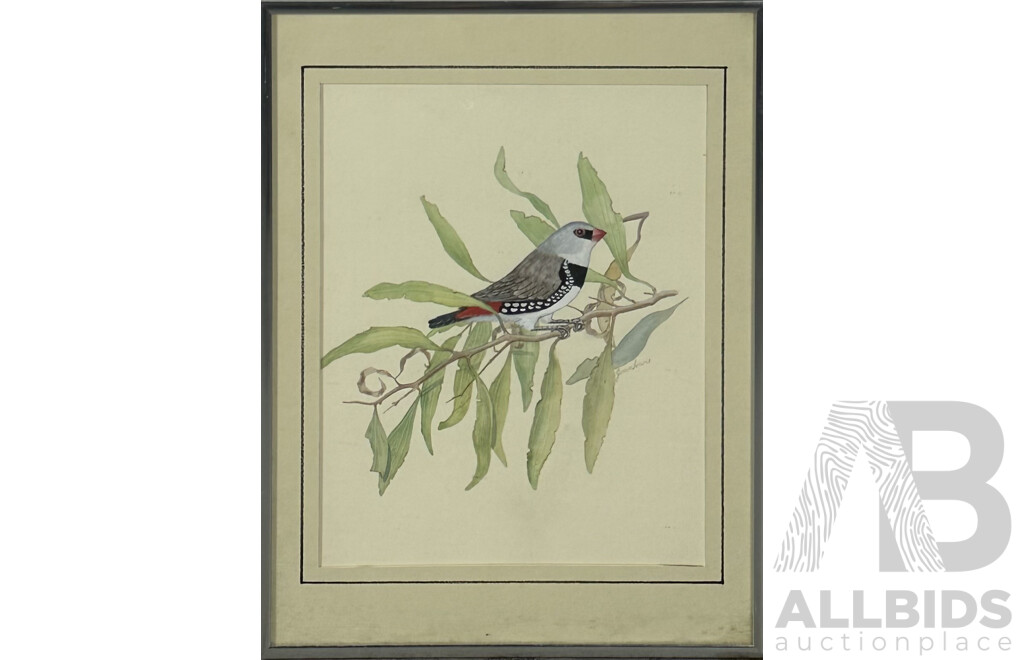 Joan Lewis, (20th Century, Australian), Diamond Firetail Finch, Vintage Watercolour, 40.5 x 30.5 cm (frame)