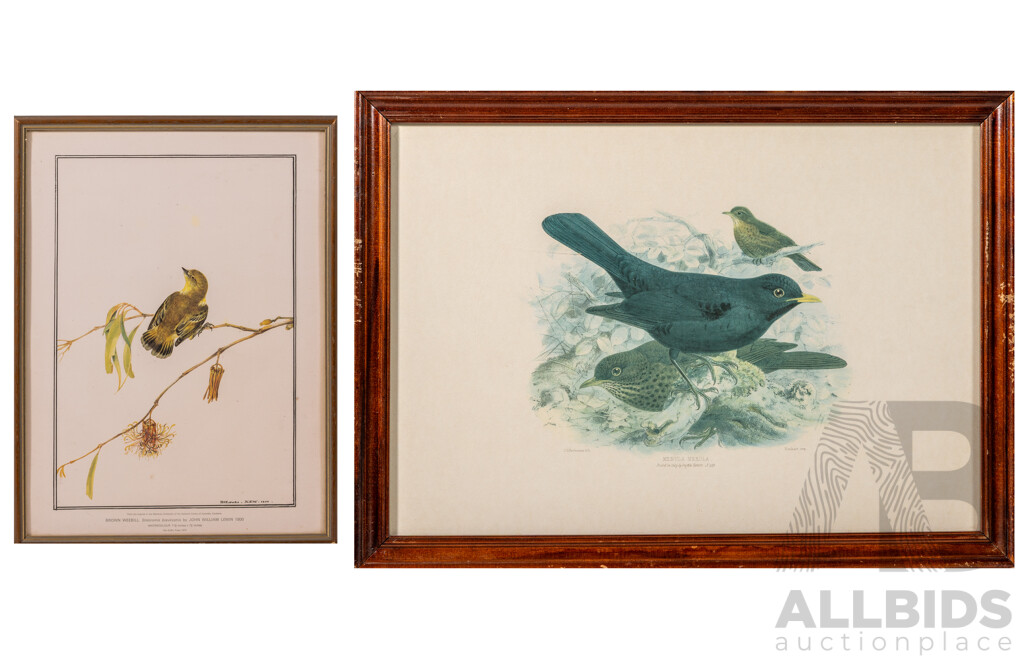 Common Blackbird & Brown Weebill, Vintage Pair of Reproduction Prints of Original Lithograph & Watercolour Respectively,  40 x 55 cm (frames) (2)