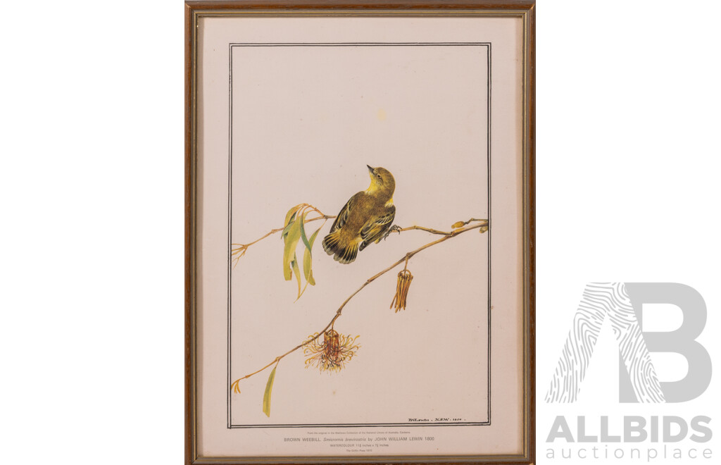 Common Blackbird & Brown Weebill, Vintage Pair of Reproduction Prints of Original Lithograph & Watercolour Respectively,  40 x 55 cm (frames) (2)