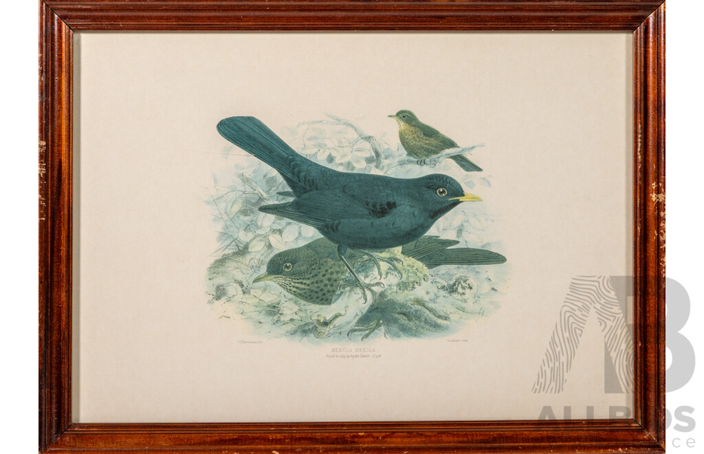 Common Blackbird & Brown Weebill, Vintage Pair of Reproduction Prints of Original Lithograph & Watercolour Respectively,  40 x 55 cm (frames) (2)