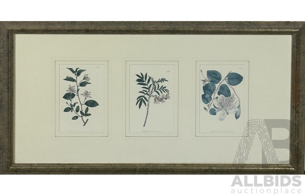 Collection of Three Botanical Prints, Reproductions of Original Engravings First Published by W. Curtis (London, 1765), 30 x 55 cm (frame)