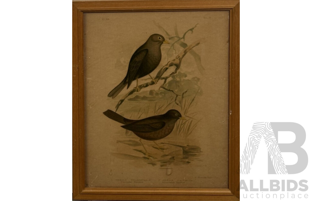 Gracius Joseph Broinowski, (Polish, 1837-1913), Birds, Collection of Four Vintage Chromographs of Originals by Broinowski, 38 x 30 cm (4)