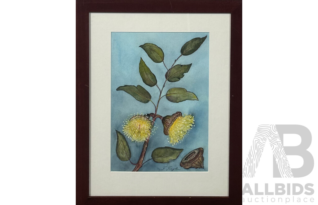 T. Taylor, (20th Century, Australian), Gum Blossom, Framed Watercolour, 46 x 35 cm (frame)