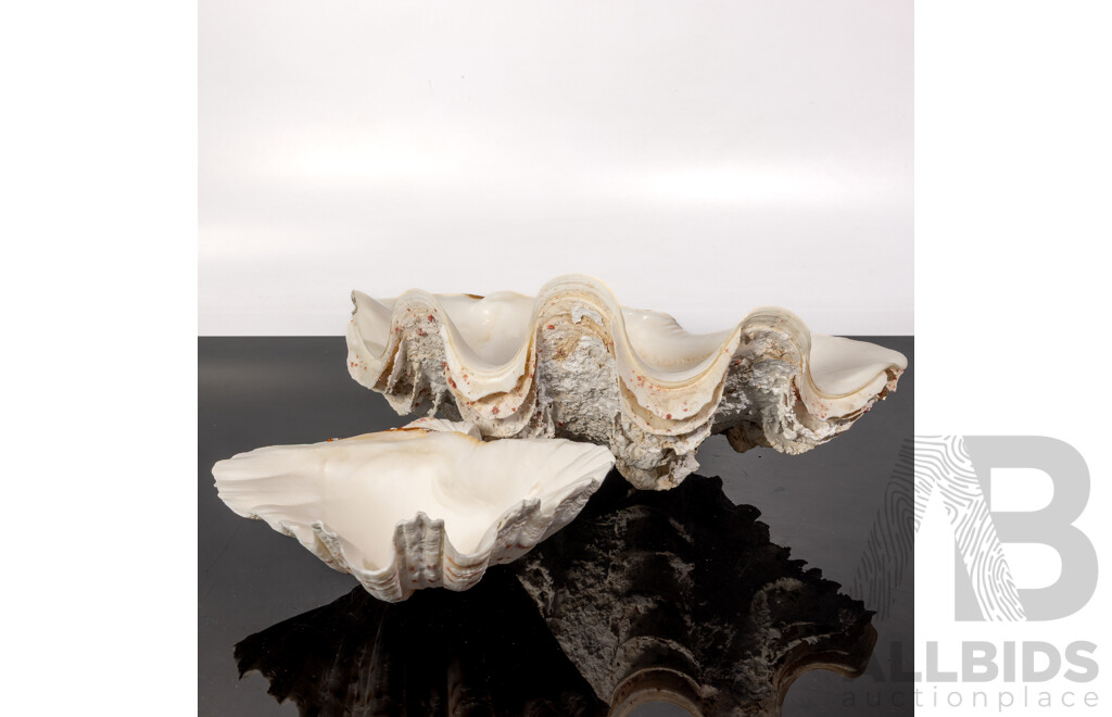 Two Large Clam Shells