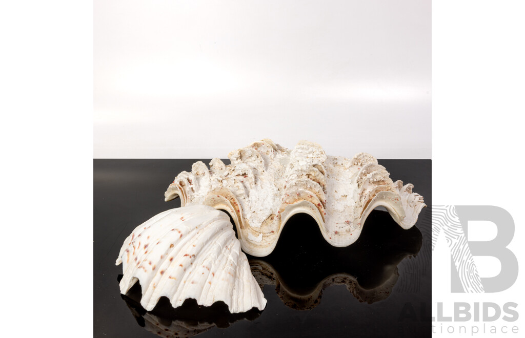 Two Large Clam Shells