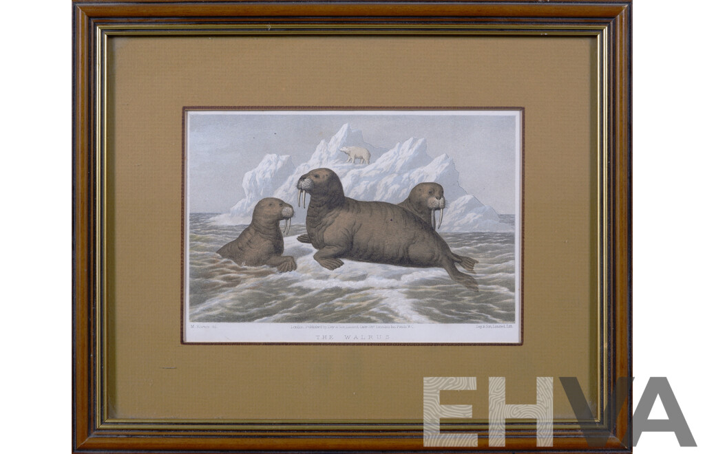 M. Korner, (German, Original Possibly c1860s), the Walrus, Print of Antique Hand Coloured Lithograph, 27 x 34 cm (frame)