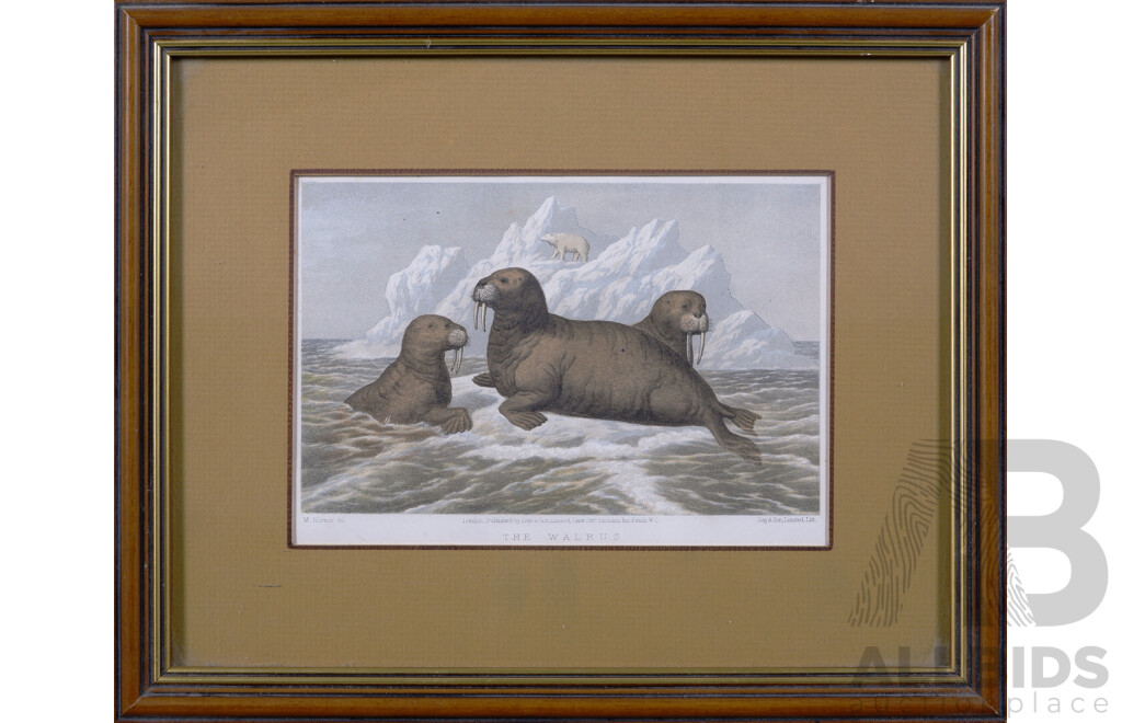 M. Korner, (German, Original Possibly c1860s), the Walrus, Print of Antique Hand Coloured Lithograph, 27 x 34 cm (frame)