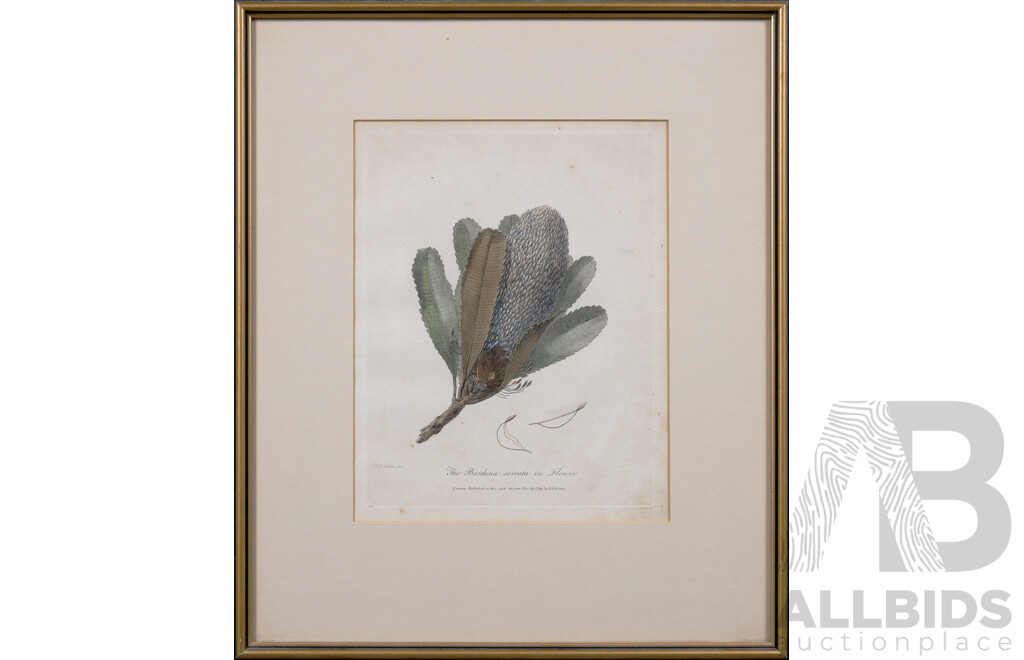 Frederick Polydore Nodder, (English, 1751-1800), The Banksia Serrata in Flower, Hand Coloured Copper Engraving, 40 x 33 cm (frame)