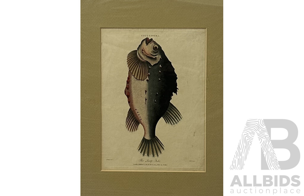 Collection of Four Unframed Prints, Including the Lump Fish, Hand Coloured Copper Plate Engraving, by H. Block, Published by J. Wilkes (1802), Sydney Opera House Under Construction (1966) and More (4)