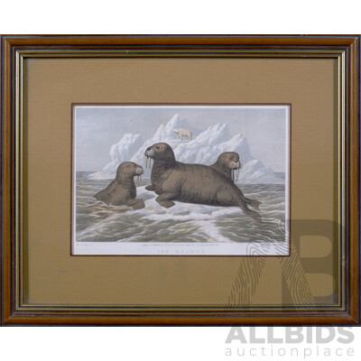 M. Korner, (German, Original Possibly c1860s), the Walrus, Print of Antique Hand Coloured Lithograph, 27 x 34 cm (frame)