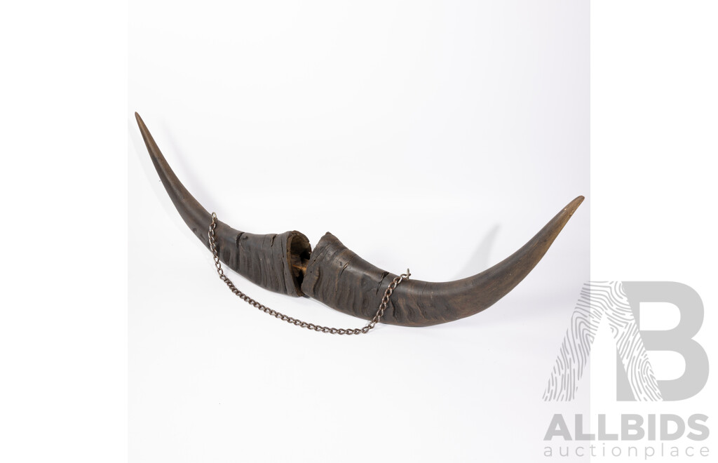 Pair Water Buffalo Horns on Timber Rod