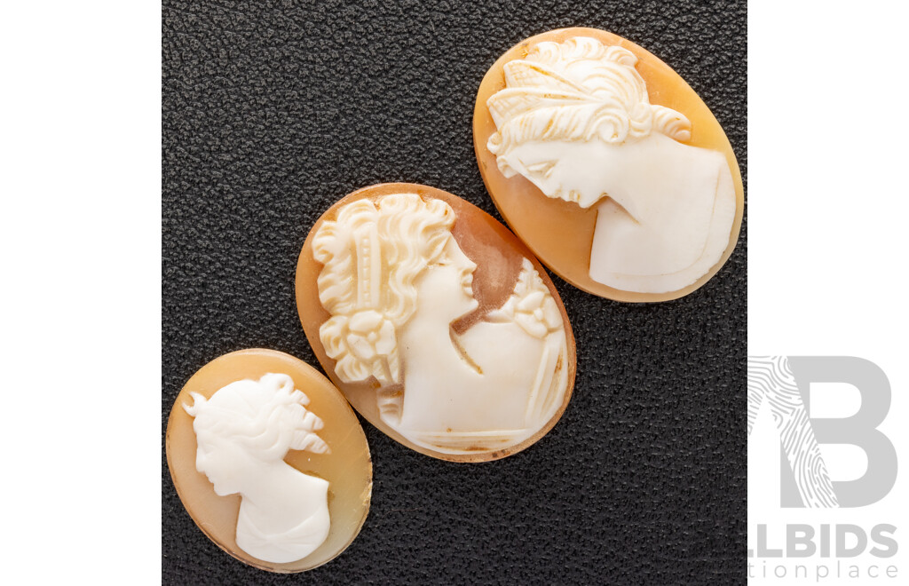 Natural Shell Cameos (3) Unset 18/25/26mm