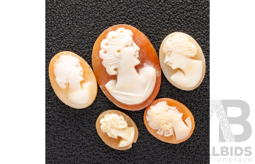 Natural Shell Cameos (5) Unset 10mm-20mm