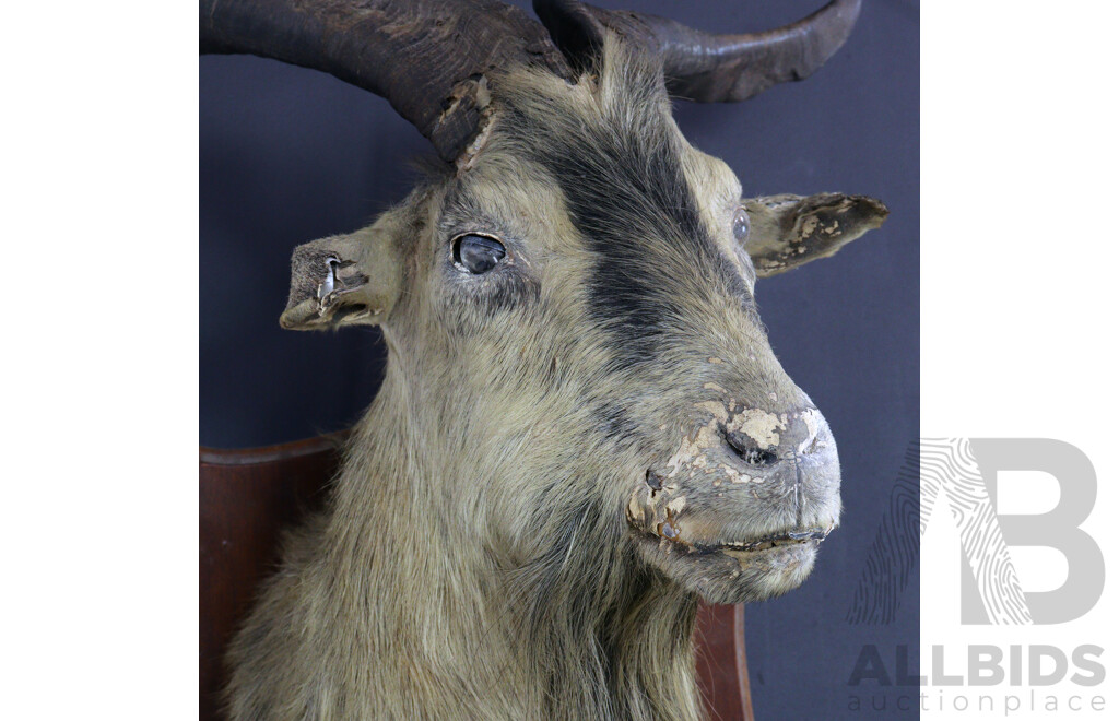 Shoulder Mount Long Haired Goat