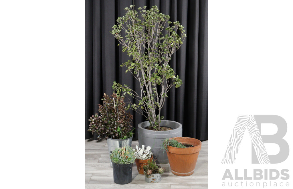 Collection of Five Potted Plants