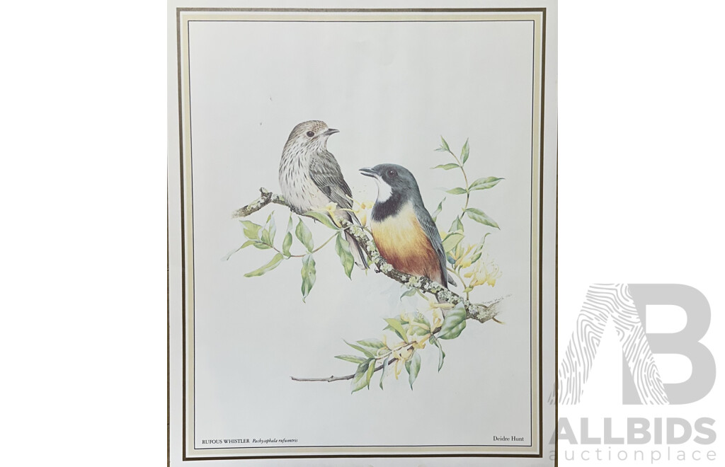 Deidre Lynette Hunt, (20th Century, Australian, 1939-), WIllie Wagtail, Welcome Swallow & More, Collection of Framed and Unframed Colour Prints of Original Watercolours, 32 x 26 cm (frames) (4) and 30 x 25 cm (unframed) (6)
