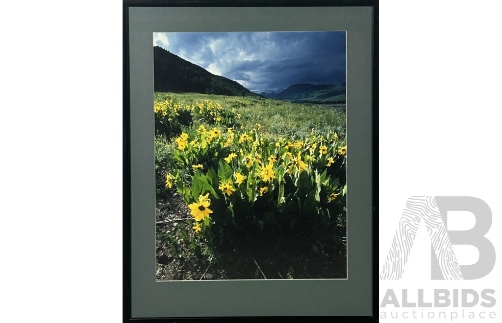 Artist Unknown, (20th Century), Mountain Wildflowers, Colour Photograph, 70 x 55 cm (frame)