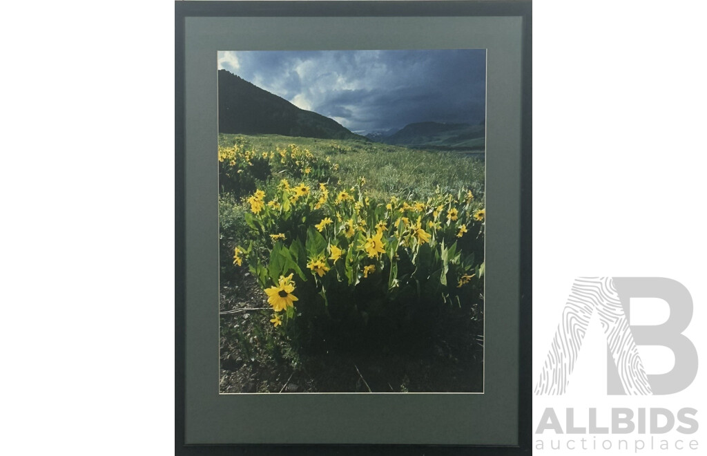 Artist Unknown, (20th Century), Mountain Wildflowers, Colour Photograph, 70 x 55 cm (frame)
