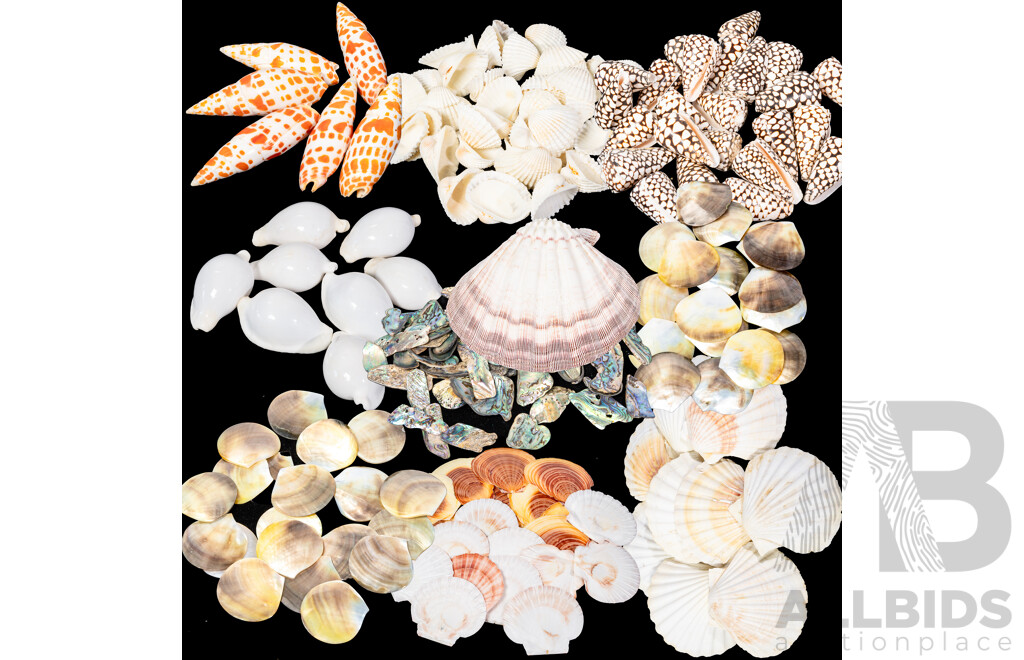 Large Collection Sea Shells Including Large Scallops, Marbled Cone Shells, Paua Shell Pieces and More