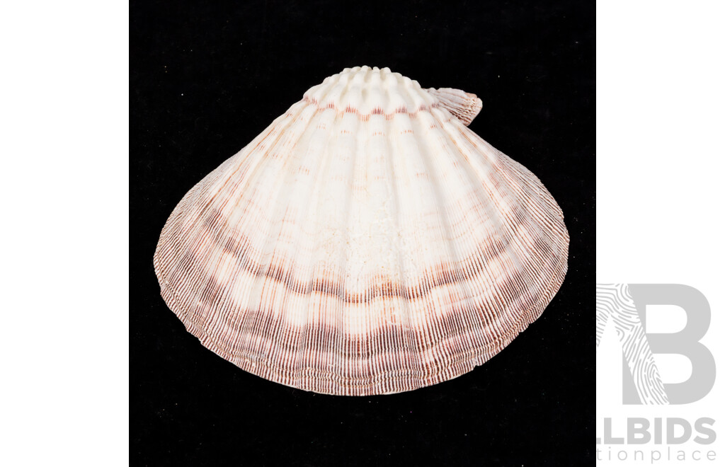 Large Collection Sea Shells Including Large Scallops, Marbled Cone Shells, Paua Shell Pieces and More