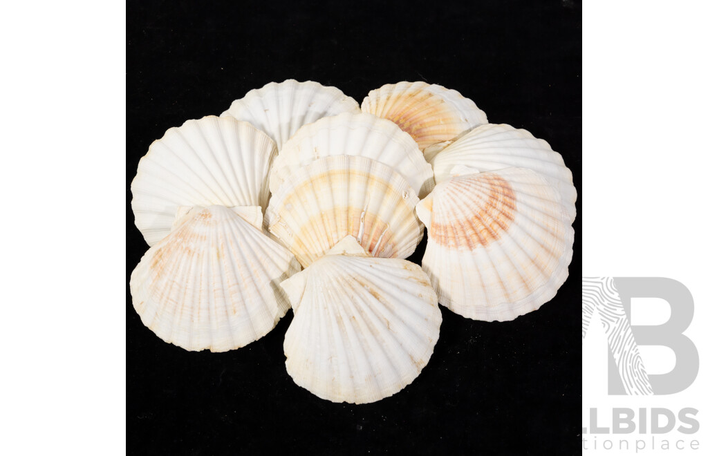 Large Collection Sea Shells Including Large Scallops, Marbled Cone Shells, Paua Shell Pieces and More