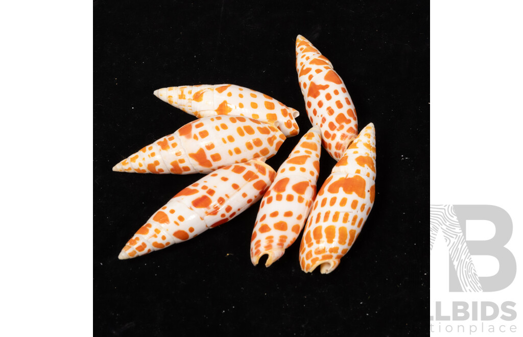 Large Collection Sea Shells Including Large Scallops, Marbled Cone Shells, Paua Shell Pieces and More