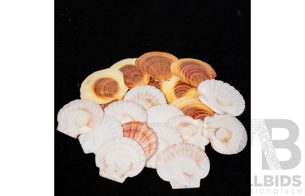 Large Collection Sea Shells Including Large Scallops, Marbled Cone Shells, Paua Shell Pieces and More