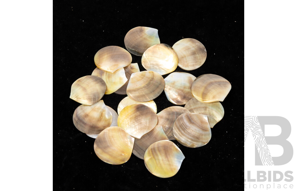 Large Collection Sea Shells Including Large Scallops, Marbled Cone Shells, Paua Shell Pieces and More