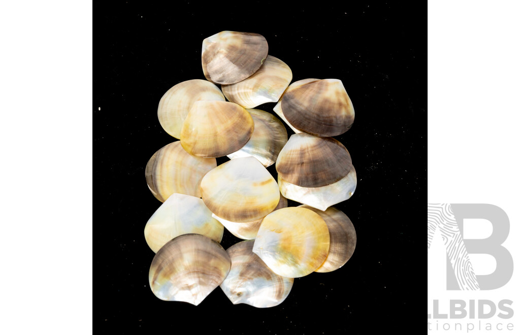 Large Collection Sea Shells Including Large Scallops, Marbled Cone Shells, Paua Shell Pieces and More