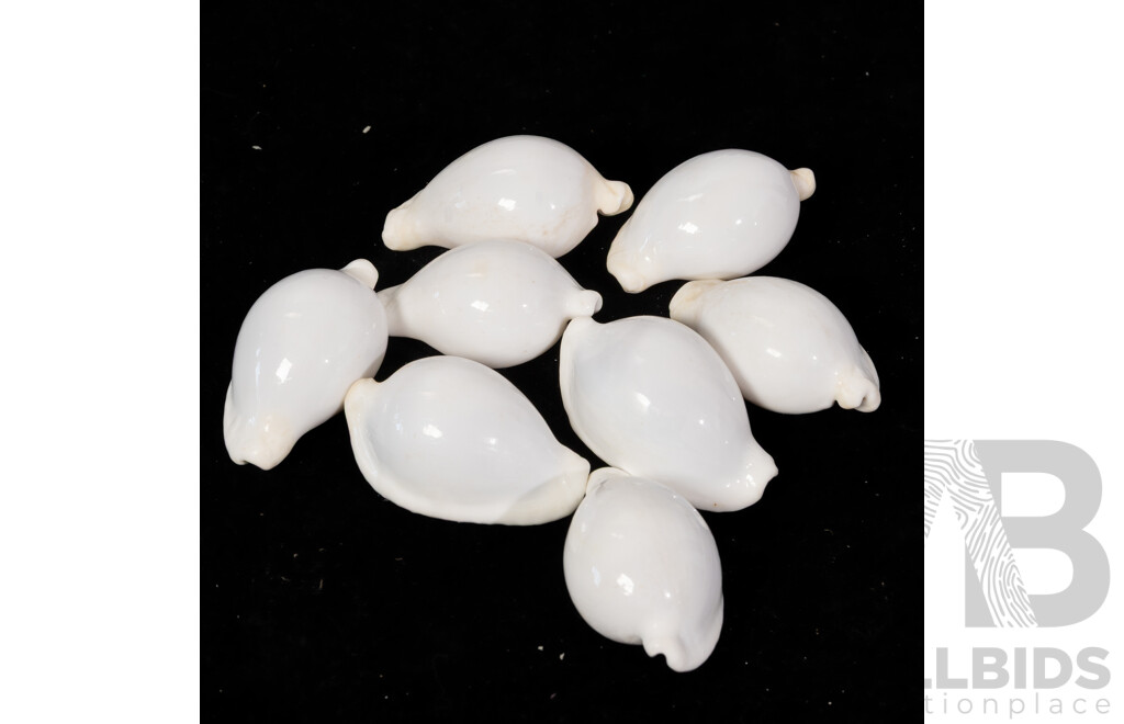 Large Collection Sea Shells Including Large Scallops, Marbled Cone Shells, Paua Shell Pieces and More