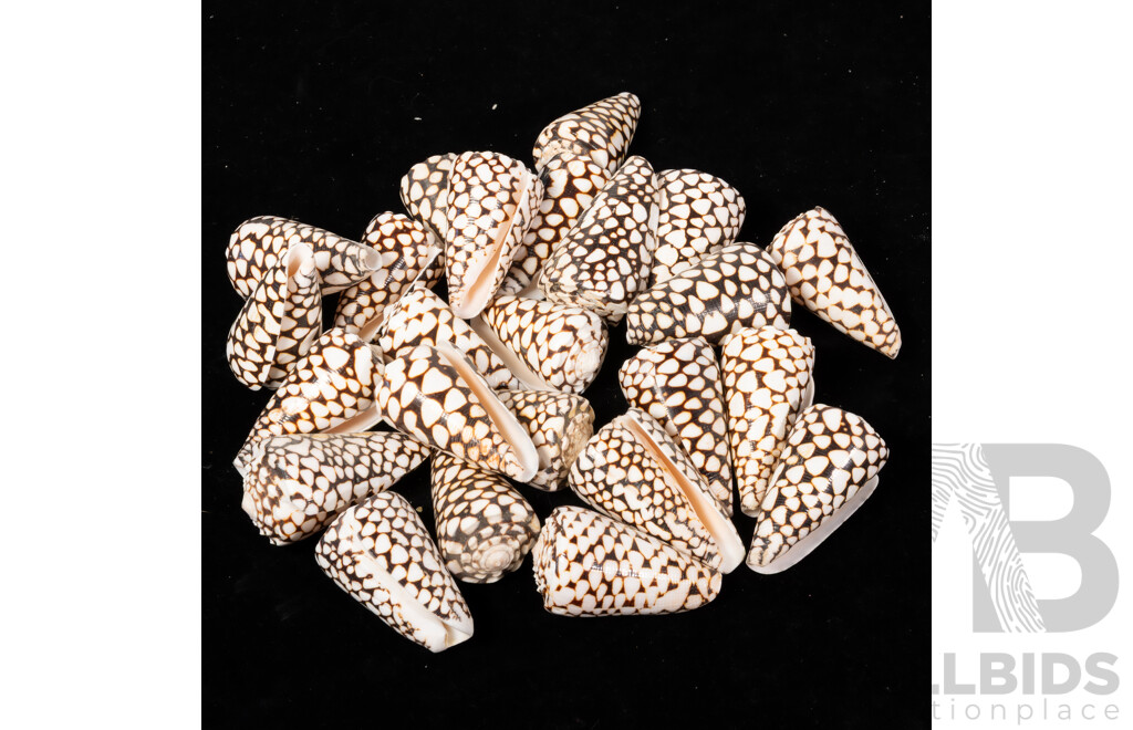 Large Collection Sea Shells Including Large Scallops, Marbled Cone Shells, Paua Shell Pieces and More