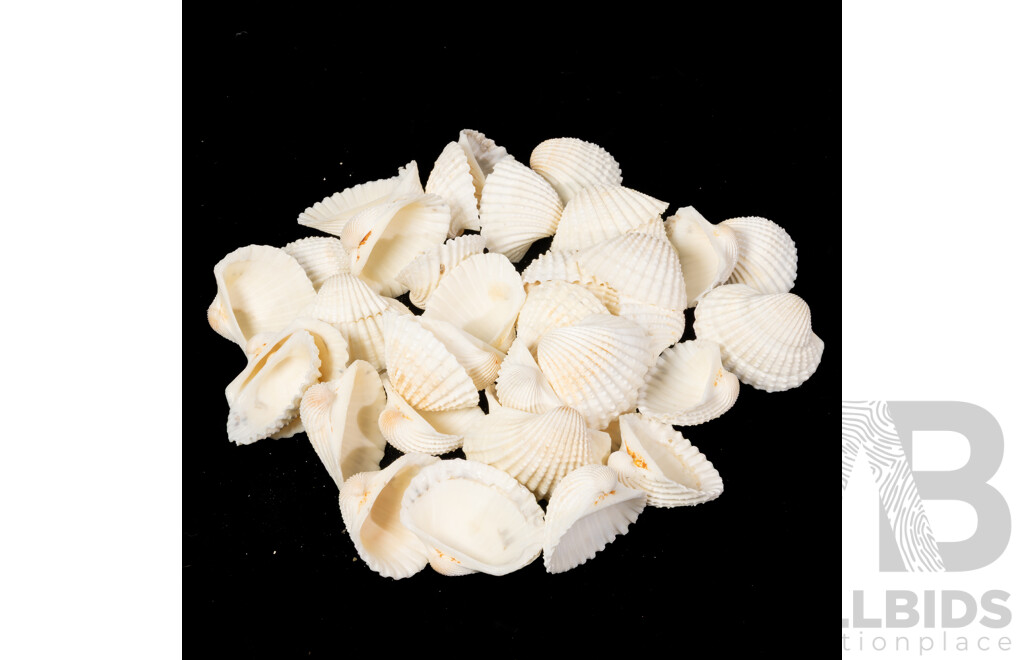 Large Collection Sea Shells Including Large Scallops, Marbled Cone Shells, Paua Shell Pieces and More
