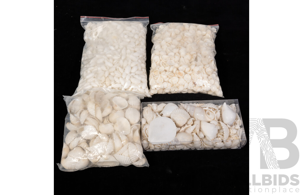 Collection White Sea Shells Including Small & Medium Cockle Shells, Bubble Shells and More